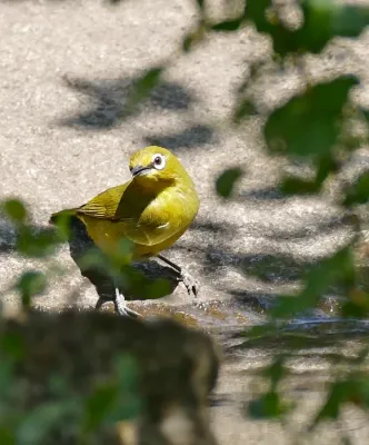 File:Cape White-eye (Zosterops virens) coming to drink ... (32422062606).jpg
