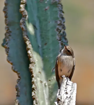 File:African Dusky Flycatcher (Muscicapa adusta) (32397609066).jpg