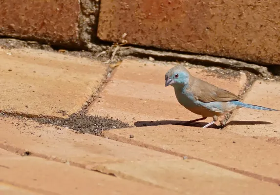 File:Blue Waxbill (Uraeginthus angolensis) male (32286090322).jpg