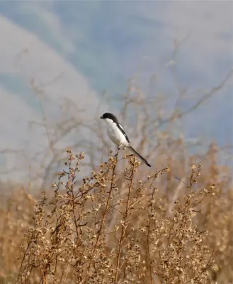File:Common Fiscal (Lanius collaris) (31607951533).jpg