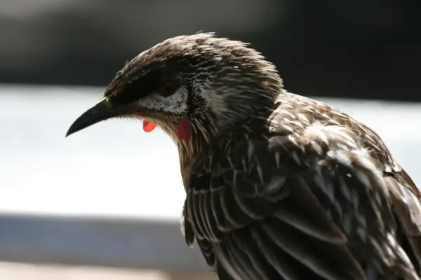 File:Anthochaera carunculata (Red Wattlebird).jpg