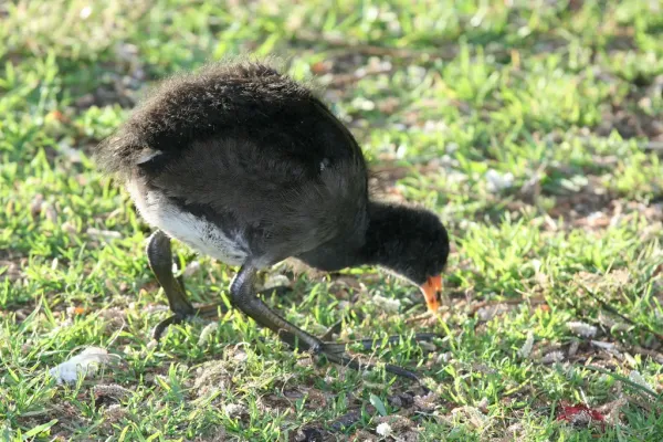 File:Gallinula tenebrosa (Dusky Moorhen).jpg
