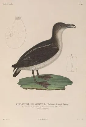 File:Pelecanoides garnotii.jpg