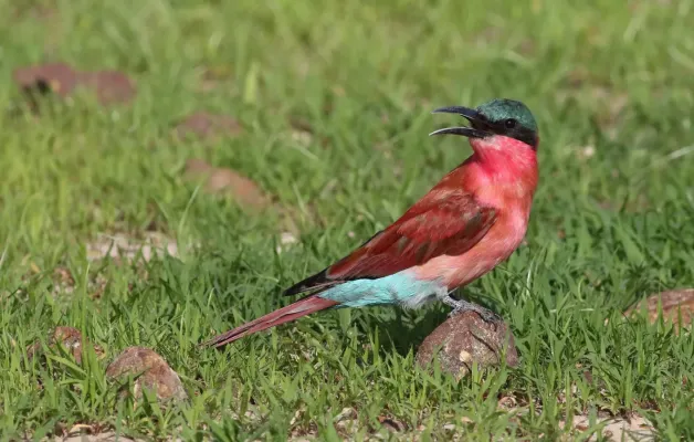 File:Southern carmine bee-eater, Merops nubicoides, Chobe National Park, Botswana (31617949644).jpg