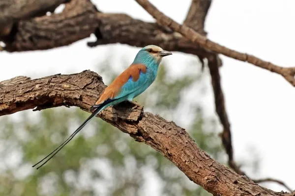 File:Abyssinian roller (Coracias abyssinicus).jpg