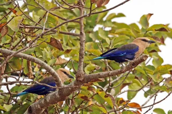 File:Blue-bellied rollers (Coracias cyanogaster).jpg
