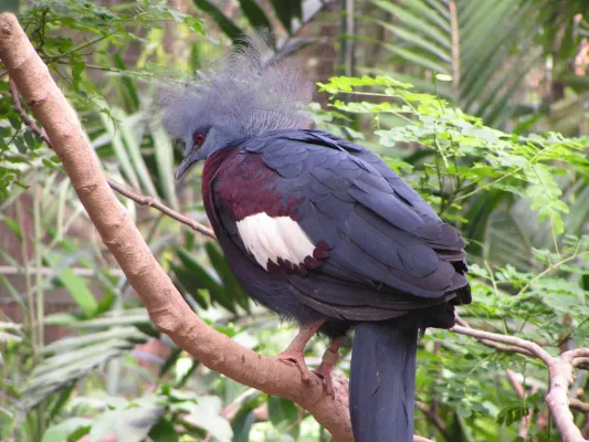File:Goura scheepmakeri (Southern Crowned-Pigeon).jpg