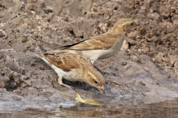 File:Bush petronia (Gymnoris dentata dentata) female.jpg