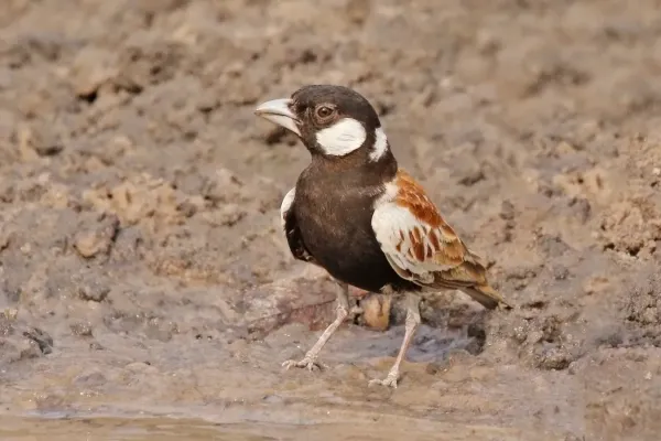 File:Chestnut-backed sparrow-lark (Eremopterix leucotis melanocephalus) male.jpg