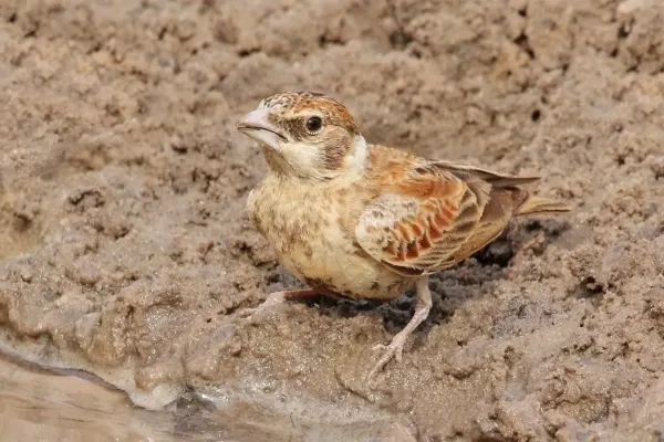 File:Chestnut-backed sparrow-lark (Eremopterix leucotis melanocephalus) female.jpg