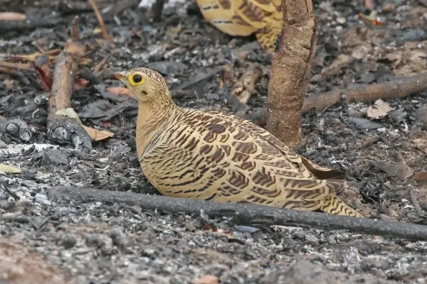 File:Four-banded sandgrouse (Pterocles quadricinctus) female.jpg