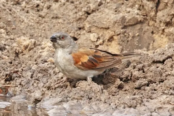 File:Grey-headed sparrow (Passer griseus griseus).jpg