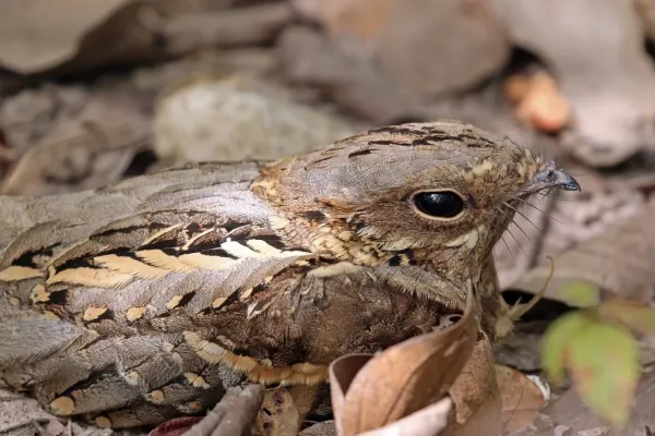 File:Long-tailed nightjar (Caprimulgus climacurus climacurus) male head.jpg