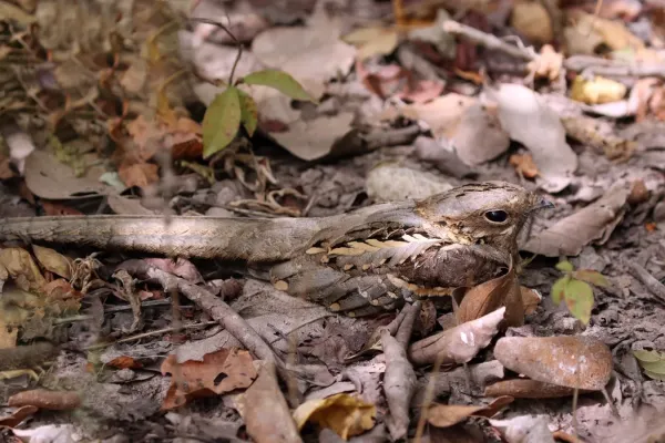 File:Long-tailed nightjar (Caprimulgus climacurus climacurus) male.jpg