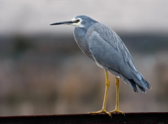 File:Egretta novaehollandiae Tasmania 1.jpg