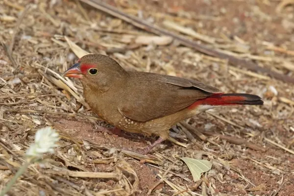 File:Red-billed firefinch (Lagonosticta senegala senegala) female.jpg