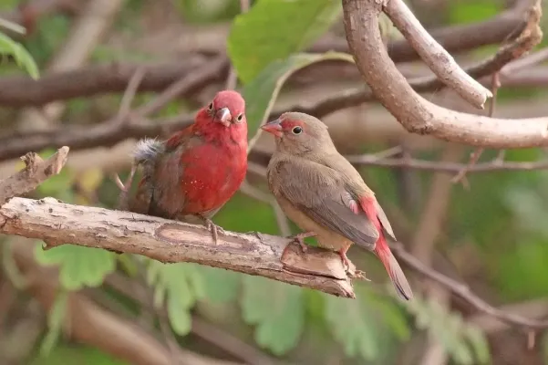 File:Red-billed firefinch (Lagonosticta senegala senegala) male (l) female (r).jpg
