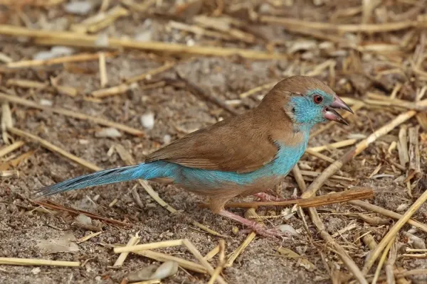 File:Red-cheeked cordon-bleu (Uraeginthus bengalus bengalus) female.jpg