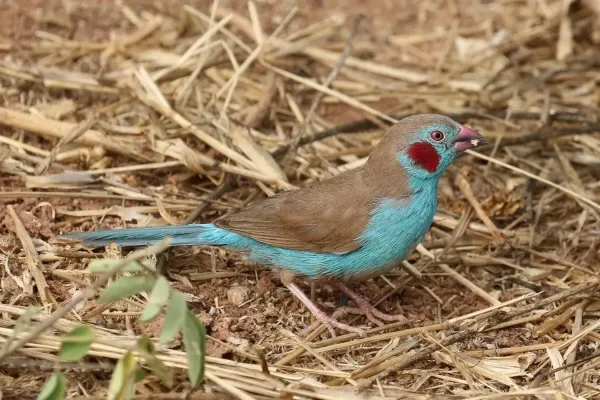 File:Red-cheeked cordon-bleu (Uraeginthus bengalus bengalus) male.jpg