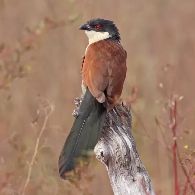 File:Senegal coucal (Centropus senegalensis senegalensis).jpg