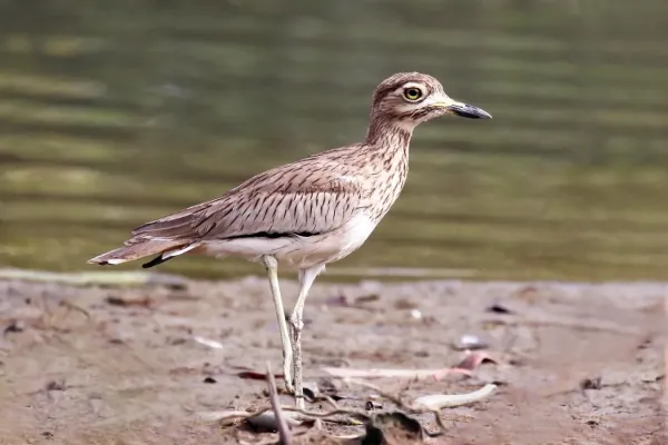 File:Senegal thick-knee (Burhinus senegalensis).jpg