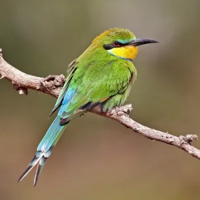 File:Swallow-tailed bee-eater (Merops hirundineus chrysolaimus).jpg