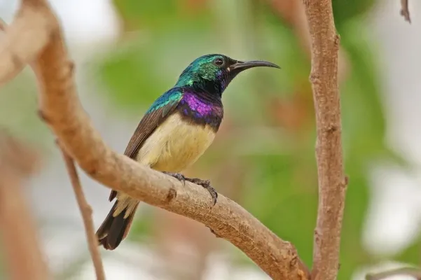 File:Variable sunbird (Cinnyris venustus venustus) male.jpg