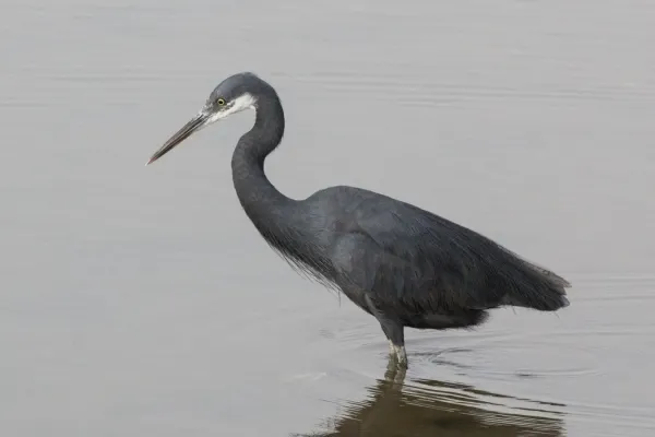 File:Western reef egret (Egretta gularis gularis) dark morph.jpg