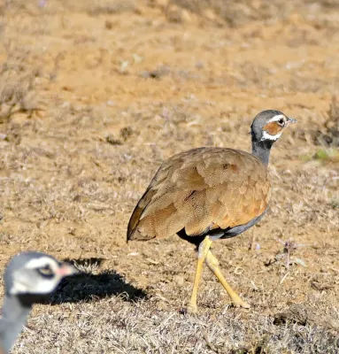 File:Blue Korhaan (Eupodotis caerulescens) female (32483843581).jpg