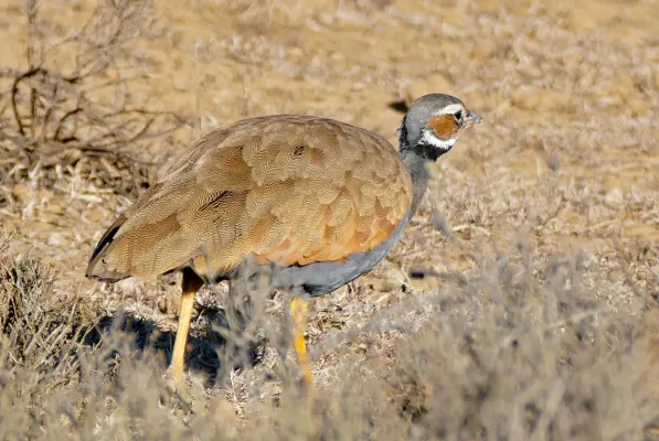 File:Blue Korhaan (Eupodotis caerulescens) female (32483863471).jpg