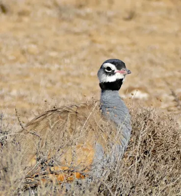File:Blue Korhaan (Eupodotis caerulescens) male (32606576875).jpg