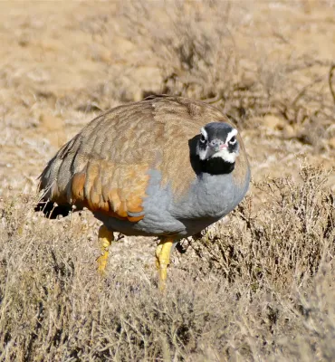 File:Blue Korhaan (Eupodotis caerulescens) male (32565955606).jpg