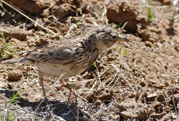 File:Large-billed Lark (Galerida magnirostris) (32419633082).jpg