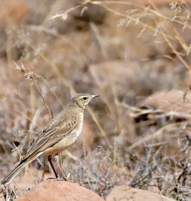 File:Buffy Pipit (Anthus vaalensis) (32193166550).jpg