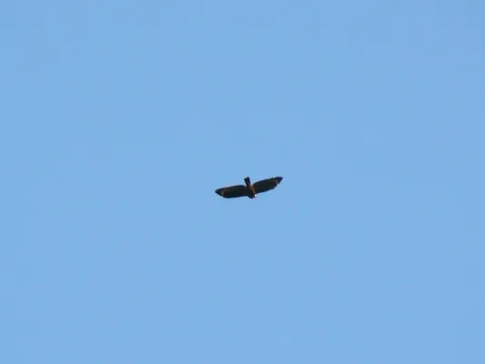File:Spilornis holospilus - 01.jpg