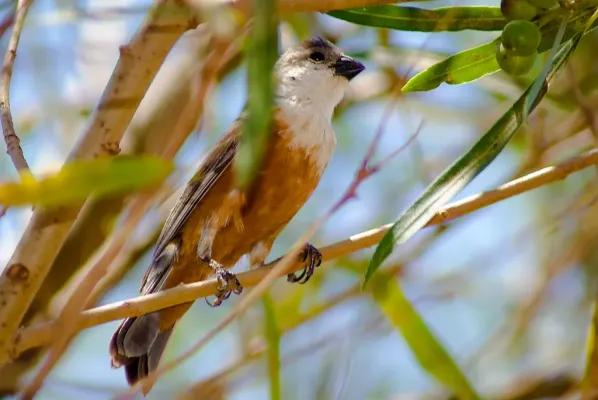 File:Sporophila palustris macho I.jpg