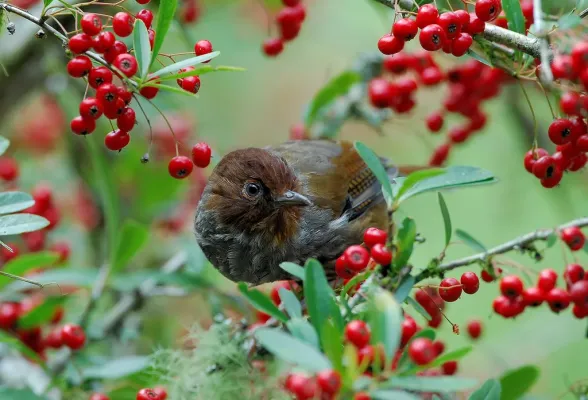 File:Actinodura morrisoniana.jpg