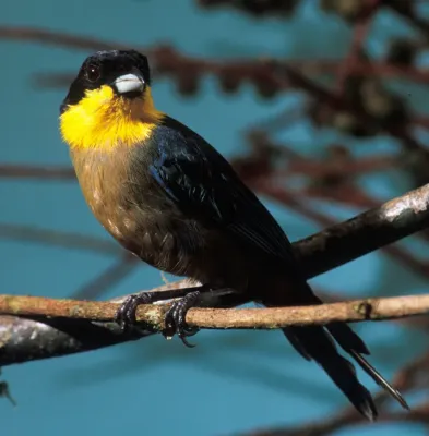 File:Iridosornis analis -NBII Image Gallery-a00213.jpg