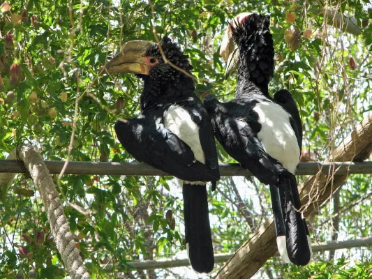 File:Bycanistes brevis (pair) Lagos Zoo -Portugal-8.jpg