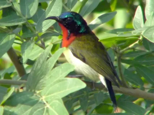 File:Aethopyga christinae 1.jpg