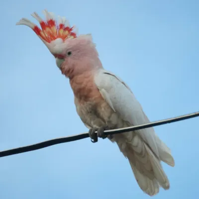 File:Cacatua leadbeateri -SW Queensland-8.jpg