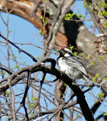 File:Acacia Pied Barbet (Tricholaema leucomelas) (32643001815).jpg