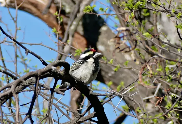 File:Acacia Pied Barbet (Tricholaema leucomelas) (31390290475).jpg