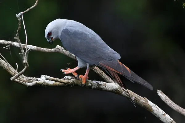 File:Plumbeous Kite (Ictinia plumbea) 2.jpg