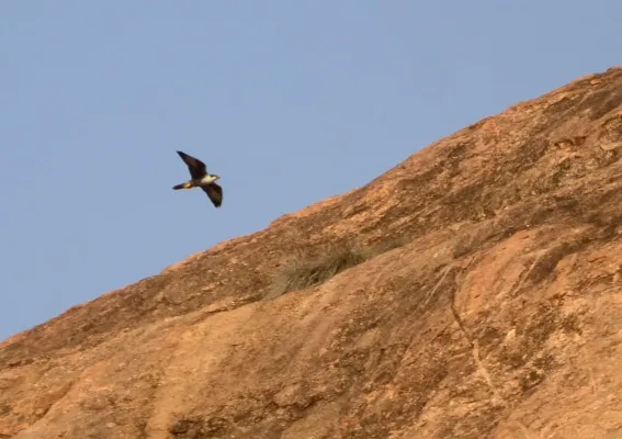 File:Laggar falcon (Falco jugger) from Arittapatti Madurai Tamil nadu 2 closeup JEG5741 a.jpg
