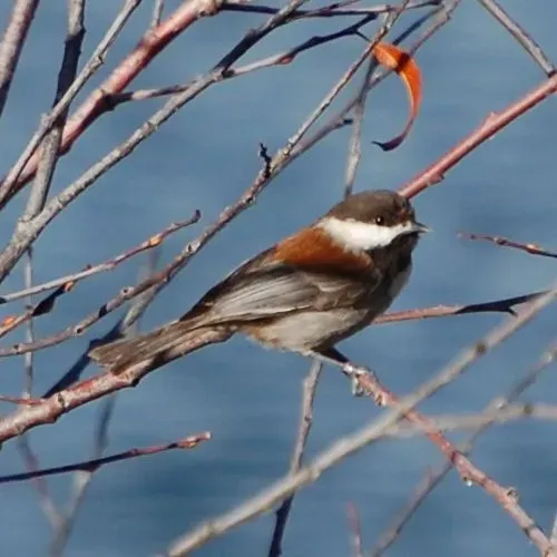 File:Poecile rufescens-1.jpg