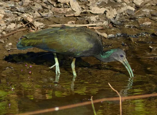 File:Green Ibis (Mesembrinibis cayennensis) (31371631360).jpg