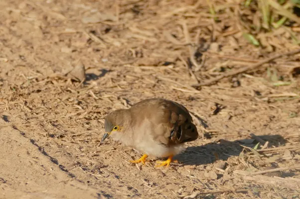 File:"Long-tailed" Ground Dove (Uropelia campestris) without tail ... (29326752696).jpg