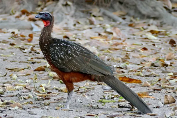 File:Chestnut-bellied Guan (Penelope ochrogaster) (31557934152).jpg