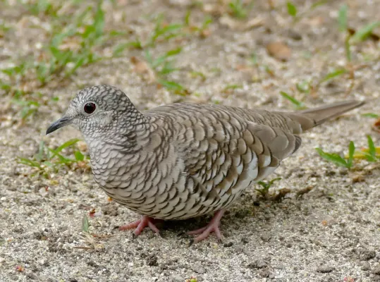 File:Scaled Dove (Columbina squammata) (31568901572).jpg